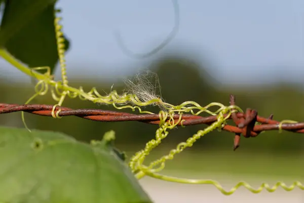 stock image Photo of curling tendrils of Convolvulus. Species of flowering plants . Common names include bindweed and morning glory