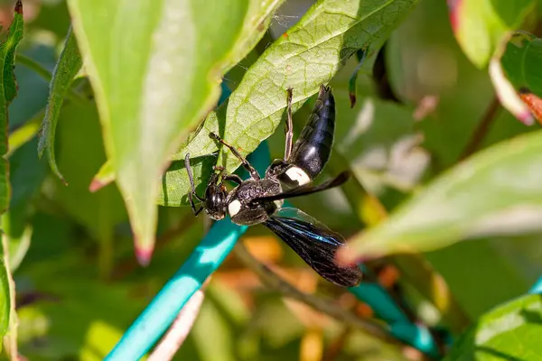 stock image Four-toothed mason wasp - Monobia quadridens