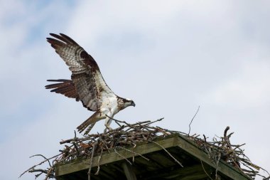 Batıdaki balık avı (Pandion haliaetus). Fotoğraf: Ospreys Yuvalama
