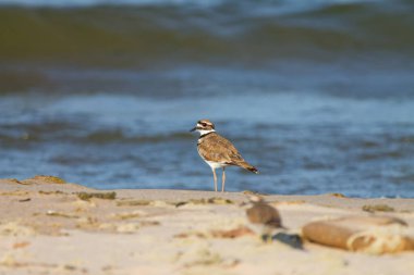Öldürücü geyik (Charadrius vociferus) Amerika 'da bulunan büyük bir karasinek türüdür..