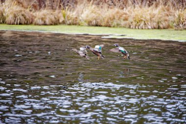 Eğil. Mavi kanatlı Teal. Doğal ortamda daha küçük Amerikan ördeği.