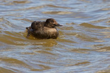 The velvet scoter (Melanitta fusca), also called a velvet duck. Sea duck during a migration on lake Michigan.