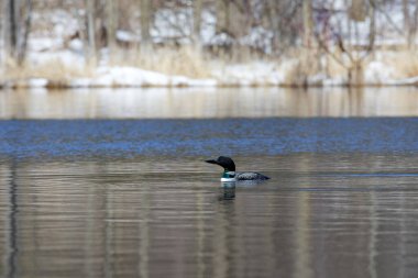 Göç sırasında göl kıyısında, kuzeye doğru ilerlerken yaygın olarak görülen bir delidir (Gavia immer)
