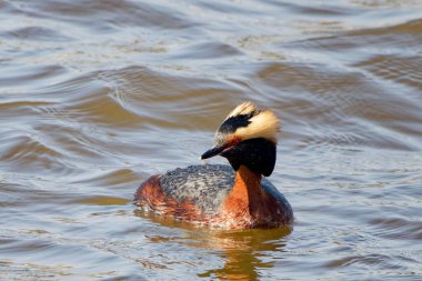 Boynuzlu yunus (Podiceps auritus), Michigan gölündeki erkek. 