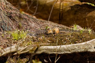 The eastern chipmunk (Tamias striatus) in the park. clipart