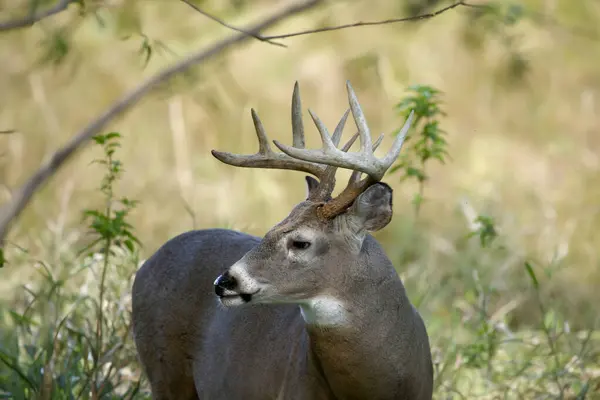 stock image The white-tailed deer or Virginia deer (Odocoileus virginianus) Natural scene from  Wisconsin state forest.