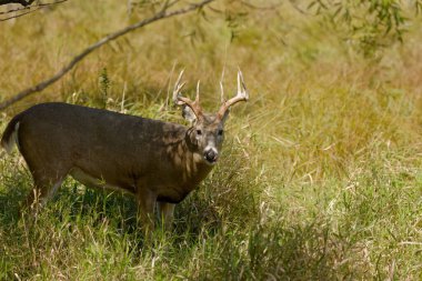 Beyaz kuyruklu geyik veya Virginia geyiği (Odocoileus virginianus) Wisconsin eyalet ormanından doğal manzara.