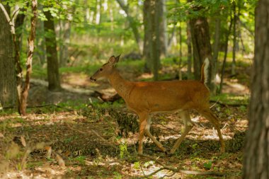 Beyaz kuyruklu geyik veya Virginia geyiği (Odocoileus virginianus) Wisconsin eyalet ormanından doğal manzara.