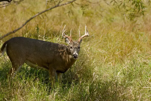 stock image The white-tailed deer or Virginia deer (Odocoileus virginianus) Natural scene from  Wisconsin state forest.