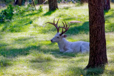 Rare white deer. Natural scene from conservation area in Wisconsin.