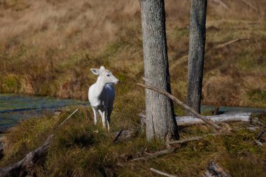 Rare white deer. Natural scene from conservation area in Wisconsin.