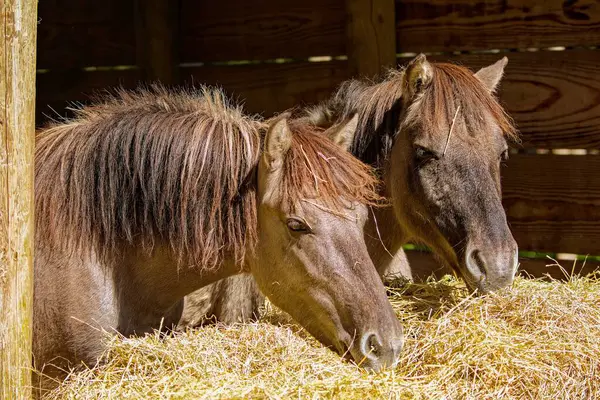 stock image The descendants of the wild horse tarpan, (Equus ferus ferus), also known as Eurasian wild horse. Reintroduction of tarpans.