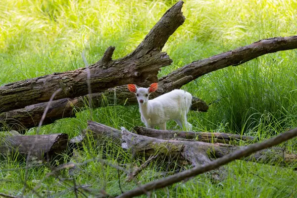 stock image White deer - white fawn fawn on a meadow. While deer can be albino or leucistic, this is extremely rare.