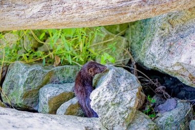 Michigan Gölü kıyısındaki kayalıklarda Amerikan vizonu (Neovison vison)