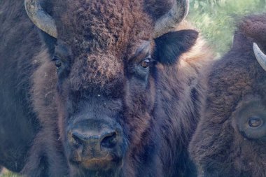 Amerikan bizonu bizon olarak bilinir. Yellowstone Ulusal Parkı.