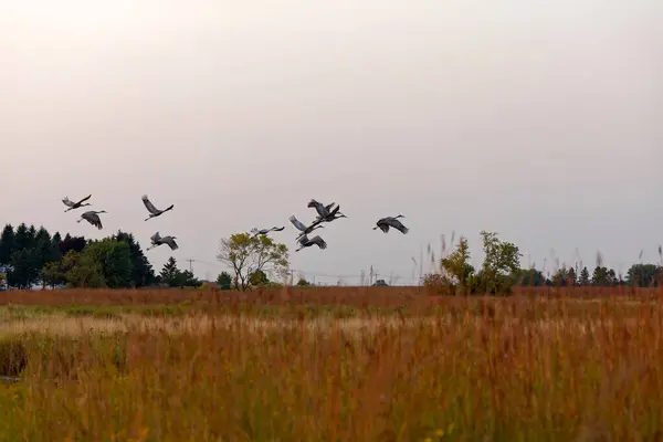 stock image The Sandhill crane (Antigone canadensis). The birds arrive for night rest. The cranes concentrate on roosting sites in the open, shallow parts of the river at night, where they can seeand heardanger