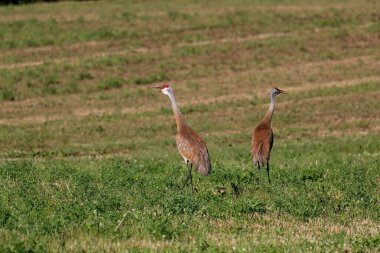Sahadaki kum tepesi vinci (Antigone canadensis)