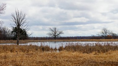 droge boom overspoeld met water