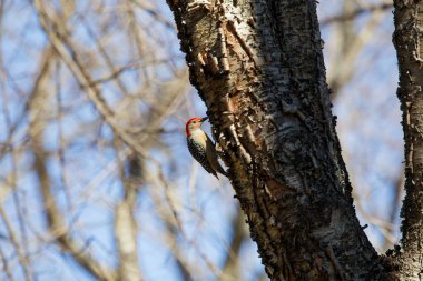 Kırmızı reddedilmiş ağaçkakan (Melanerpes carolinus)