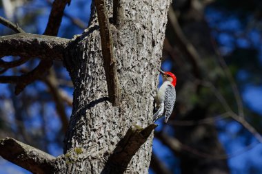 Kırmızı reddedilmiş ağaçkakan (Melanerpes carolinus)