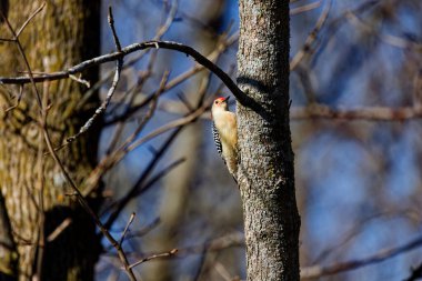 Kırmızı reddedilmiş ağaçkakan (Melanerpes carolinus)