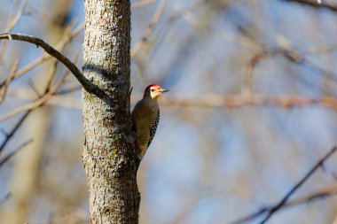 Kırmızı reddedilmiş ağaçkakan (Melanerpes carolinus)