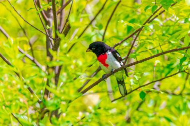 Gül göğüslü Grosgaga (Pheucticus ludovicianus) Wisconsin eyalet parkında erkek