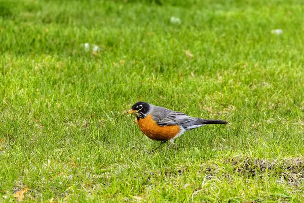 stock image The American robin (Turdus migratorius) looking  for food in the park. The American robin is the most abundant bird in North America