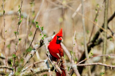 Kuzey Kardinali (Cardinalis cardinalis). İlkbaharda kuş kur yaparken bir dalda otururken