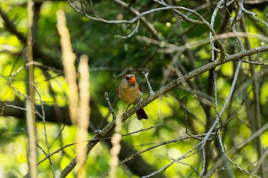 Kuzey Kardinali (Cardinalis cardinalis). İlkbaharda kuş kur yaparken bir dalda otururken