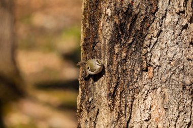 Altın taçlı Kinglet (Regulus satrapa)