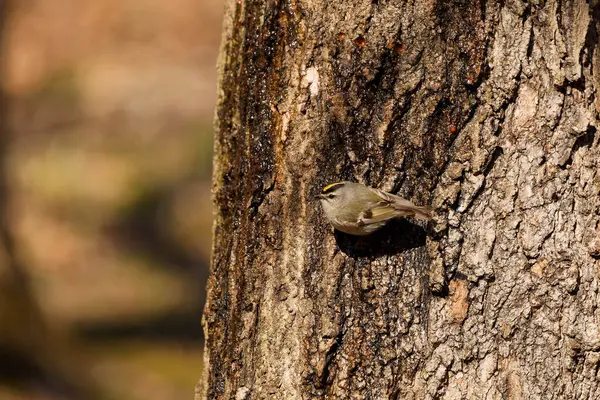 stock image Golden - crowned Kinglet (Regulus satrapa)