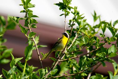 The common yellowthroat (Geothlypis trichas) it is also known as the yellow bandit. It is an abundant breeder in North America, ranging from southern Canada to central Mexico. clipart