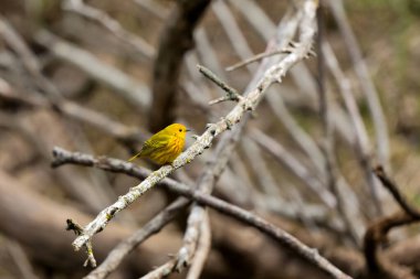 Sarı ötleğen (Setophaga peteşi), Erkek Yellow Warbler bir dala tünedi.