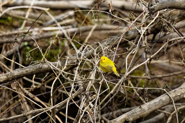 stock image The yellow warbler (Setophaga petechia), Male Yellow Warbler perched on a branch