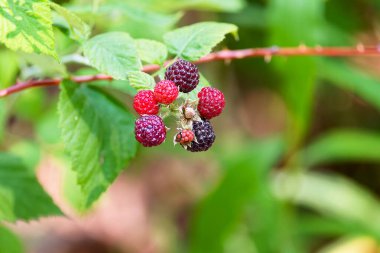 Siyah ahududu (Rubus oksittalis) ayı gözü böğürtlen, siyah şapka, siyah ahududu ve viski şapkası olarak bilinir. Doğu Kuzey Amerika 'ya özgü türler.