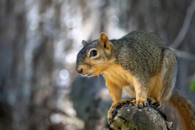 Tilki sincabı (Sciurus niger), aynı zamanda doğu tilki sincabı veya Bryant 'ın tilki sincabı olarak da bilinir.. 