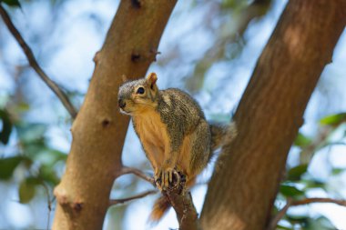 Tilki sincabı (Sciurus niger), aynı zamanda doğu tilki sincabı veya Bryant 'ın tilki sincabı olarak da bilinir.. 