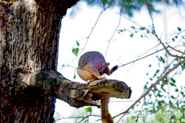 stock image The fox squirrel (Sciurus niger), also known as the eastern fox squirrel or Bryant's fox squirrel. 