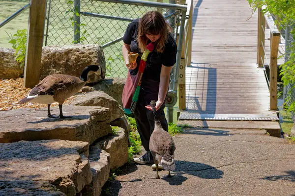 stock image Green Bay, WI USA - 06 23 2023 : Young girl feeds wild canada geese in park