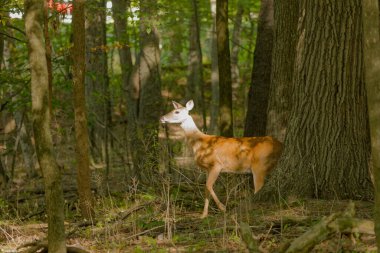 Beyaz kuyruklu geyik veya Virginia geyiği (Odocoileus virginianus) Wisconsin eyalet ormanından doğal manzara.