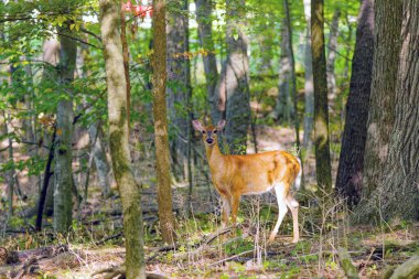 Beyaz kuyruklu geyik veya Virginia geyiği (Odocoileus virginianus) Wisconsin eyalet ormanından doğal manzara.