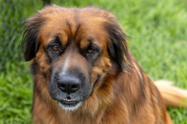 Bir köpeğin başı, bir labrador ve bir Alman çoban köpeği arasındaki melez.