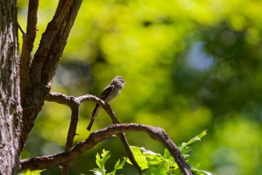 Batı orman sübyancısı (Contopus sordidulus) küçük bir sinekkapanıdır.. 