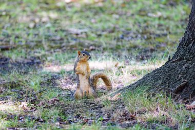 Tilki sincabı (Sciurus niger), aynı zamanda doğu tilki sincabı veya Bryant 'ın tilki sincabı olarak da bilinir.. 