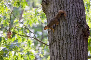 Tilki sincabı (Sciurus niger), aynı zamanda doğu tilki sincabı veya Bryant 'ın tilki sincabı olarak da bilinir.. 
