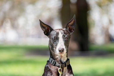 Siyah Podenco Canario Parktaki İspanyol köpeği