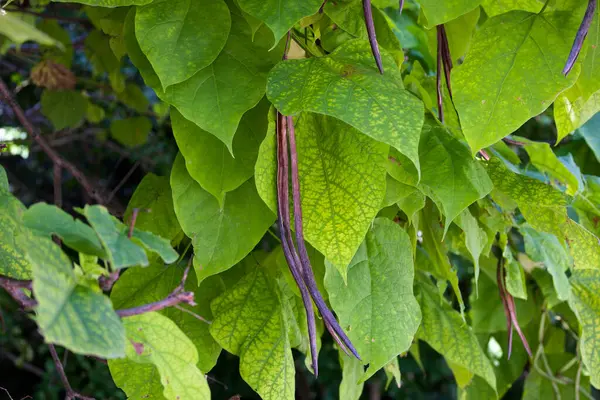 stock image The northern catalpa (Catalpa speciosa), commonly known as the  hardy catalpa, western catalpa, cigar tree or catawba is tree native to the midwestern United States.