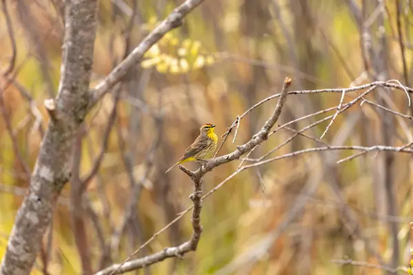 stock image The palm warbler (Setophaga palmarum). A palm warbler during its spring migration