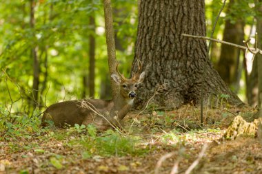 Beyaz kuyruklu geyik veya Virginia geyiği (Odocoileus virginianus) Wisconsin eyalet ormanından doğal manzara